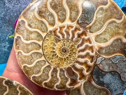 Ammonite Fossil Pair, Ethically Sourced Ocean Decor