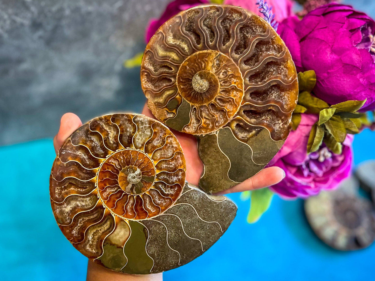 Ammonite Fossil Pair, Ethically Sourced Ocean Decor