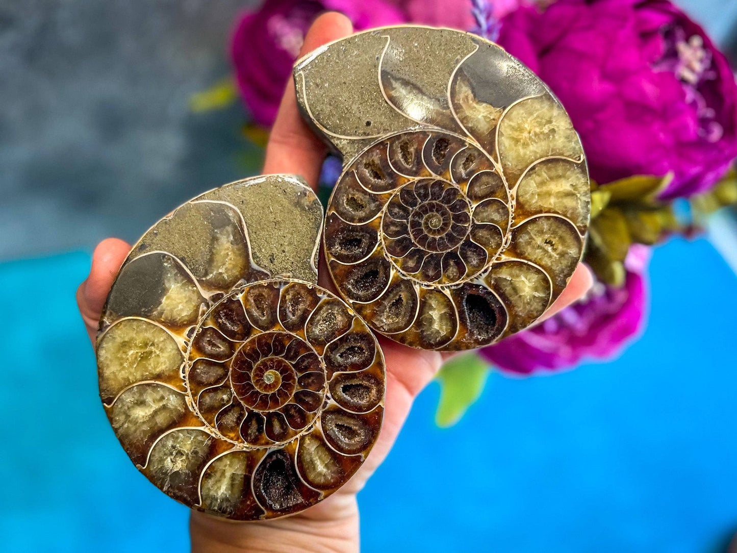 Ammonite Fossil Pair, Ethically Sourced Ocean Decor