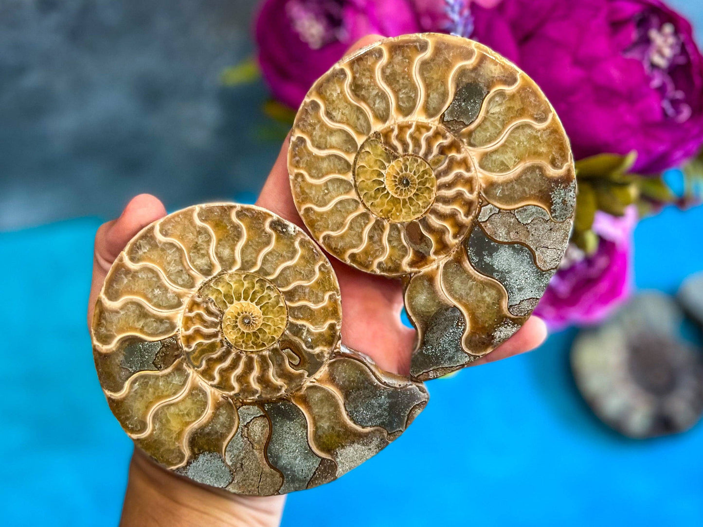 Ammonite Fossil Pair, Ethically Sourced Ocean Decor