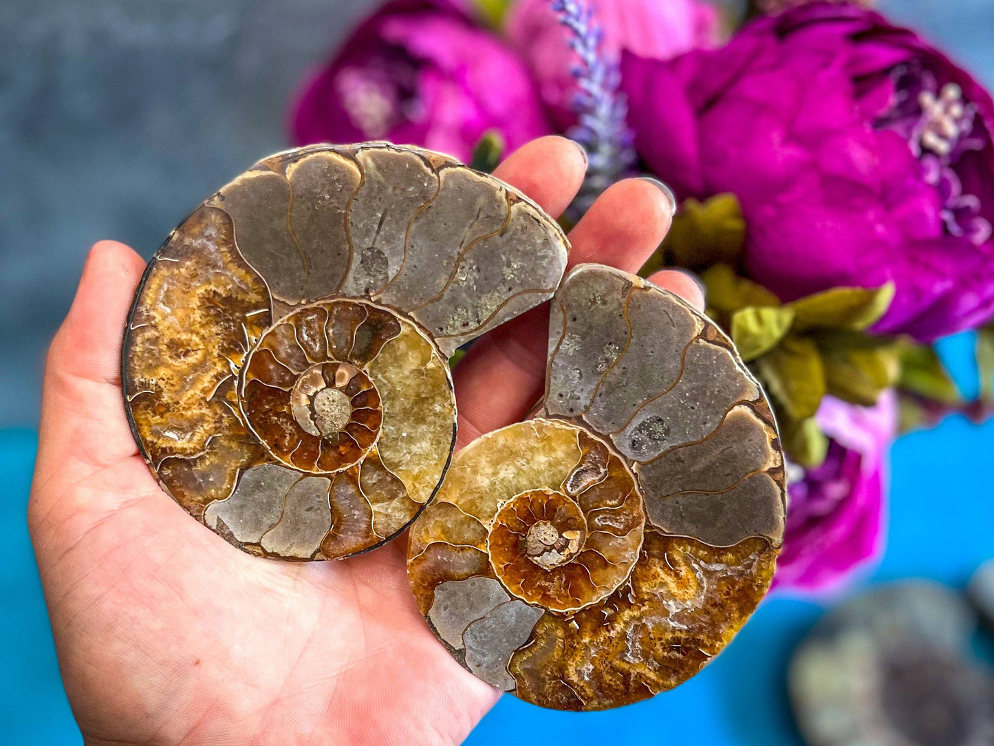 Ammonite Fossil Pair, Ethically Sourced Ocean Decor