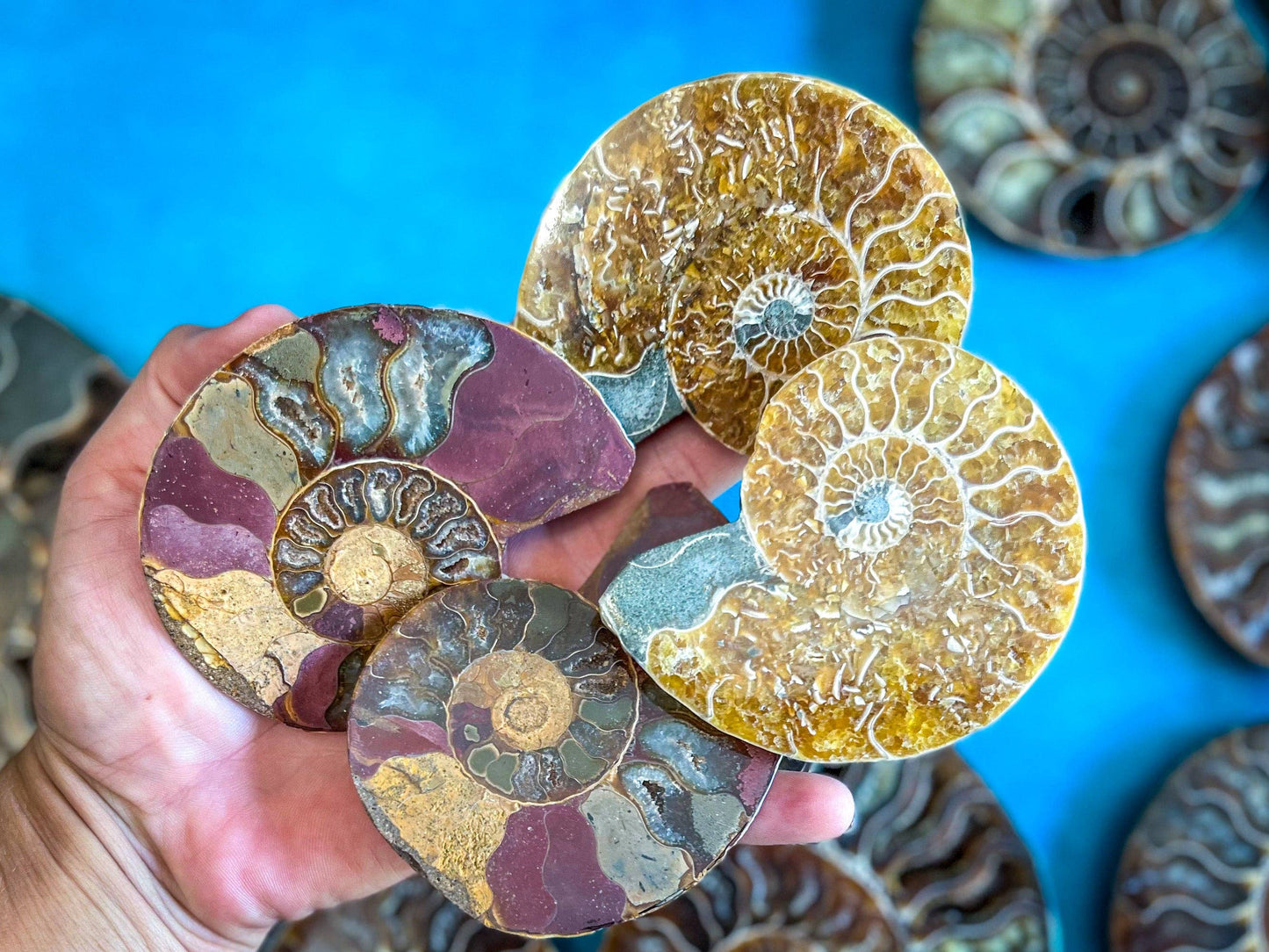 Ammonite Fossil Pair, Ethically Sourced Ocean Decor