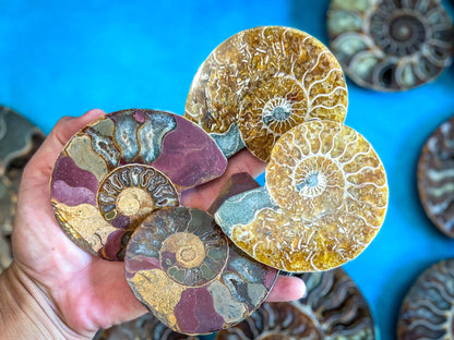 Ammonite Fossil Pair, Ethically Sourced Ocean Decor