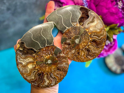 Ammonite Fossil Pair, Ethically Sourced Ocean Decor