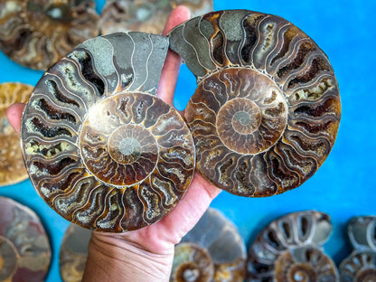 Ammonite Fossil Pair, Ethically Sourced Ocean Decor