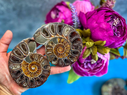 Ammonite Fossil Pair, Ethically Sourced Ocean Decor