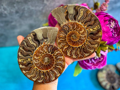 Ammonite Fossil Pair, Ethically Sourced Ocean Decor